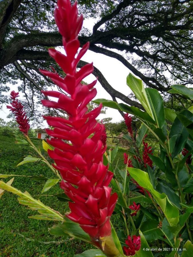 Hacienda El Saman Villa Quimbaya Eksteriør bilde
